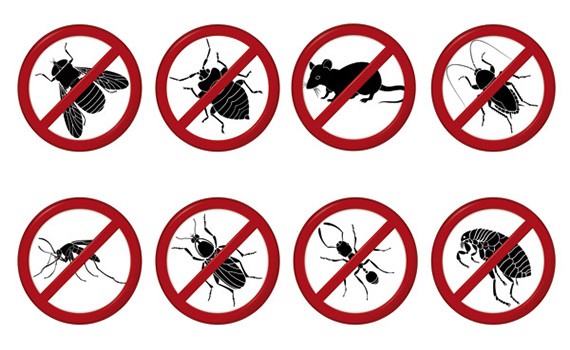 Désinsectisation et traitement des insectes à Rabat